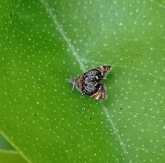 Prochoreutis inflatella