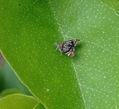 Prochoreutis inflatella
