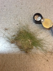 Eleocharis acicularis