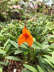 Masdevallia