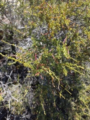 Indigofera spinescens