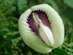 Centrosema sagittatum