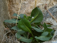 Brassica hilarionis