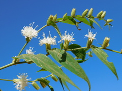 Lepidaploa tarijensis