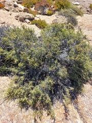 Indigofera spinescens