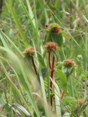 Argyrella phaeotricha