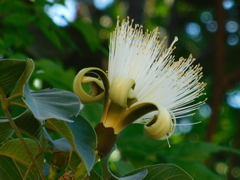 Pseudobombax argentinum