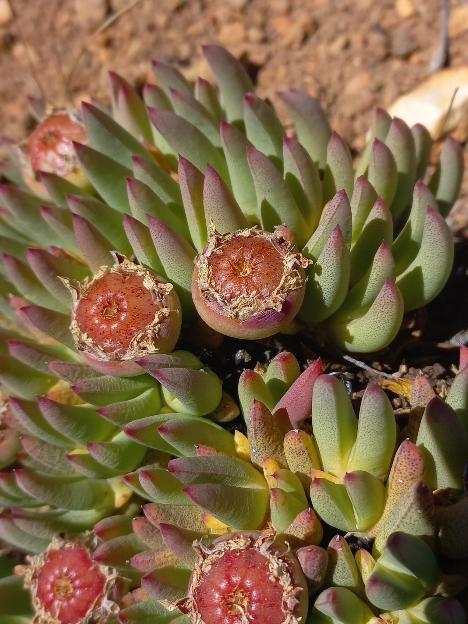 Cheiridopsis imitans