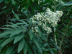 Dendrophorbium peregrinum