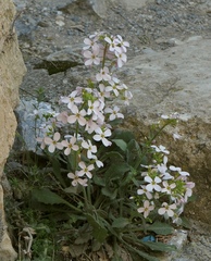 Arabis cypria