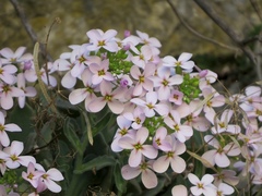 Arabis cypria