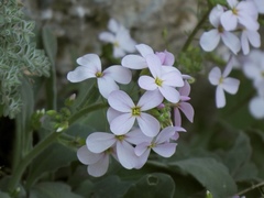 Arabis cypria