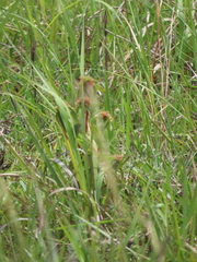 Argyrella phaeotricha