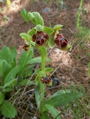 Ophrys umbilicata flavomarginata