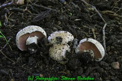 Agaricus porphyrocephalus