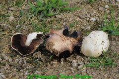 Agaricus porphyrocephalus