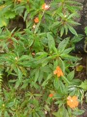 Magnoliopsida
