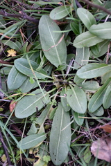 Rumex papillaris