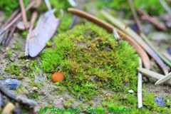 Octospora gyalectoides