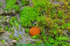 Octospora gyalectoides