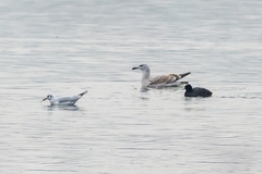 Larus cachinnans
