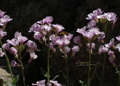 Arabis cypria × arabis purpurea