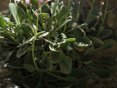 Arabis cypria × arabis purpurea