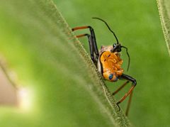 Rhynocoris erythrocnemis