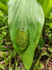 Nymphargus grandisonae