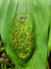 Nymphargus grandisonae