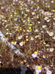 Juncus cephalotes