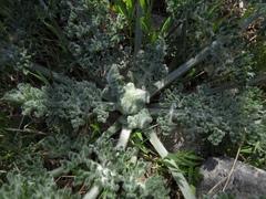 Zosima absinthifolia