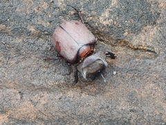 Coleoptera