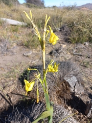 Moraea pendula