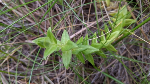 Image of Stellaria littoralis by (c) velodrome, some rights reserved (CC BY)