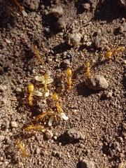 Camponotus cuneiscapus