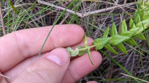 Image of Stellaria littoralis by (c) velodrome, some rights reserved (CC BY)