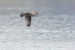 Larus