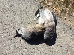 Vanellus chilensis chilensis