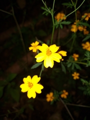 Tagetes tenuifolia