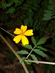 Tagetes tenuifolia