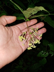 Cestrum