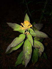 Cestrum thyrsoideum