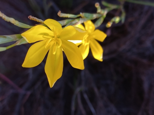 Image of Moraea lewisiae by (c) Brian du Preez, some rights reserved (CC BY-SA)