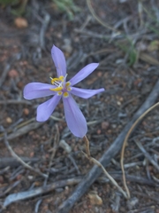 Moraea monticola