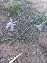 Moraea monticola