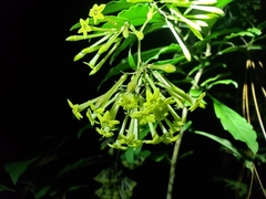Cestrum