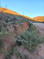 Psoralea arborescens