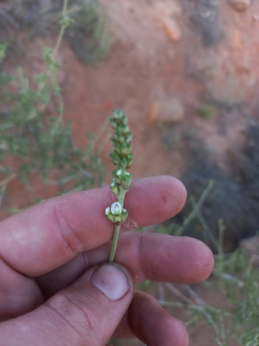 Image of Psoralea arborescens by (c) Brian du Preez, some rights reserved (CC BY-SA)