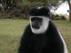 Colobus guereza matschiei